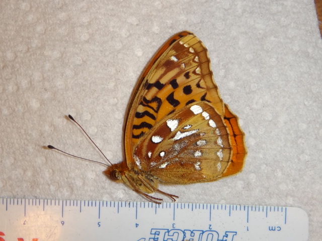 Speyeria cybele (aberration) Internet Image property of respective owner, non-commercial use only